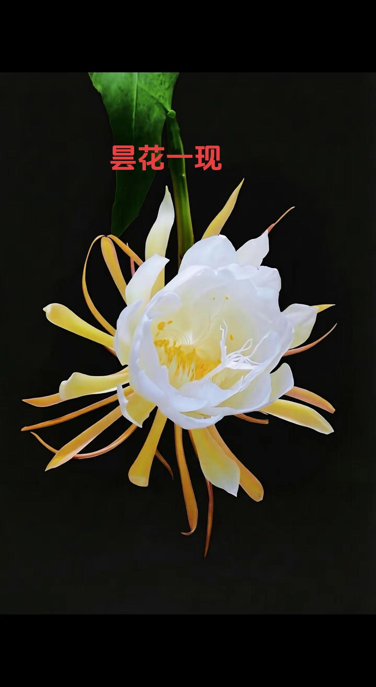 昙花一现一一美