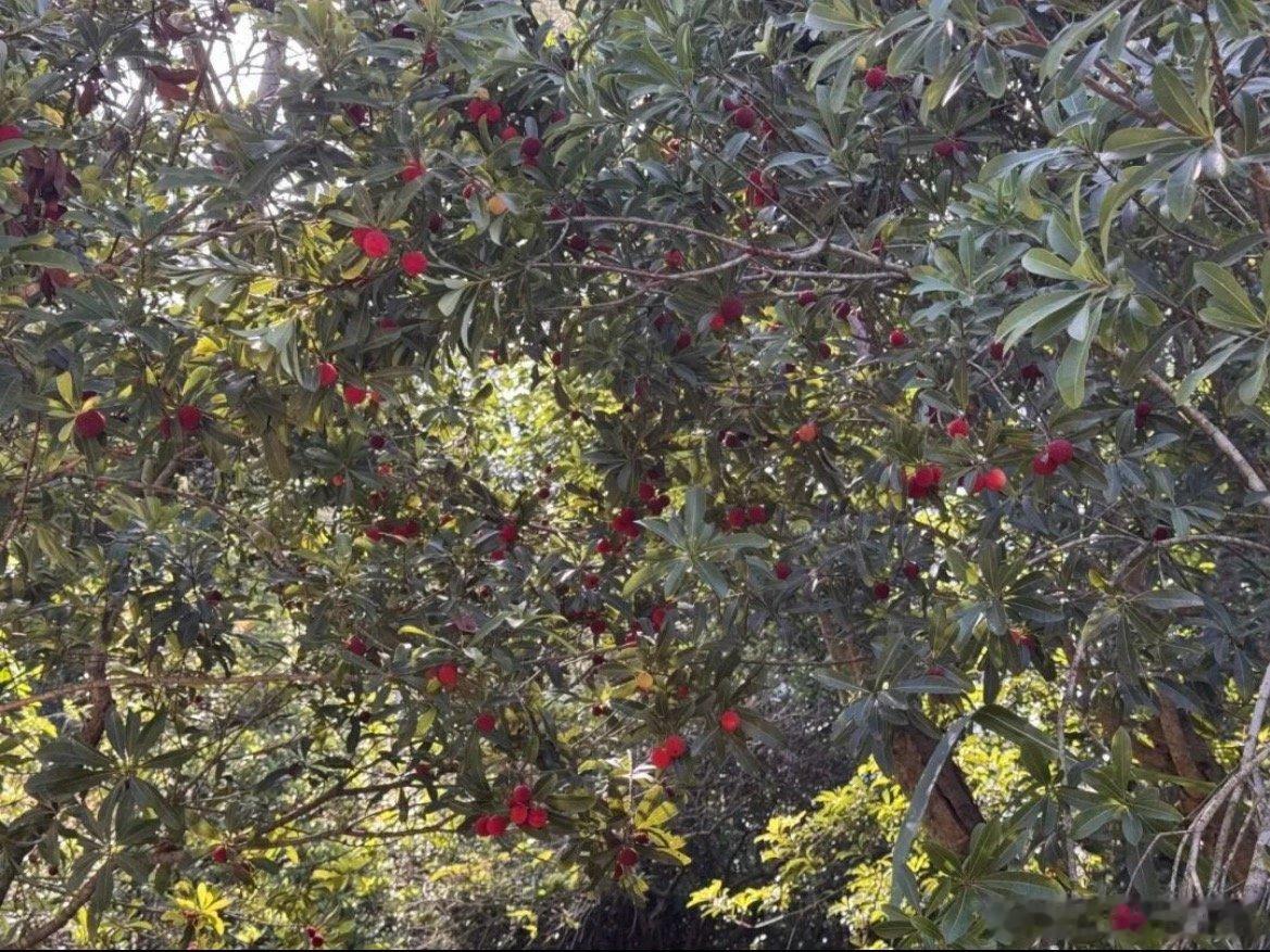 来衢州开化遇见梅好时光初夏杨梅满枝头，星阳村坚持现采现卖，全程质检保障安全，多元