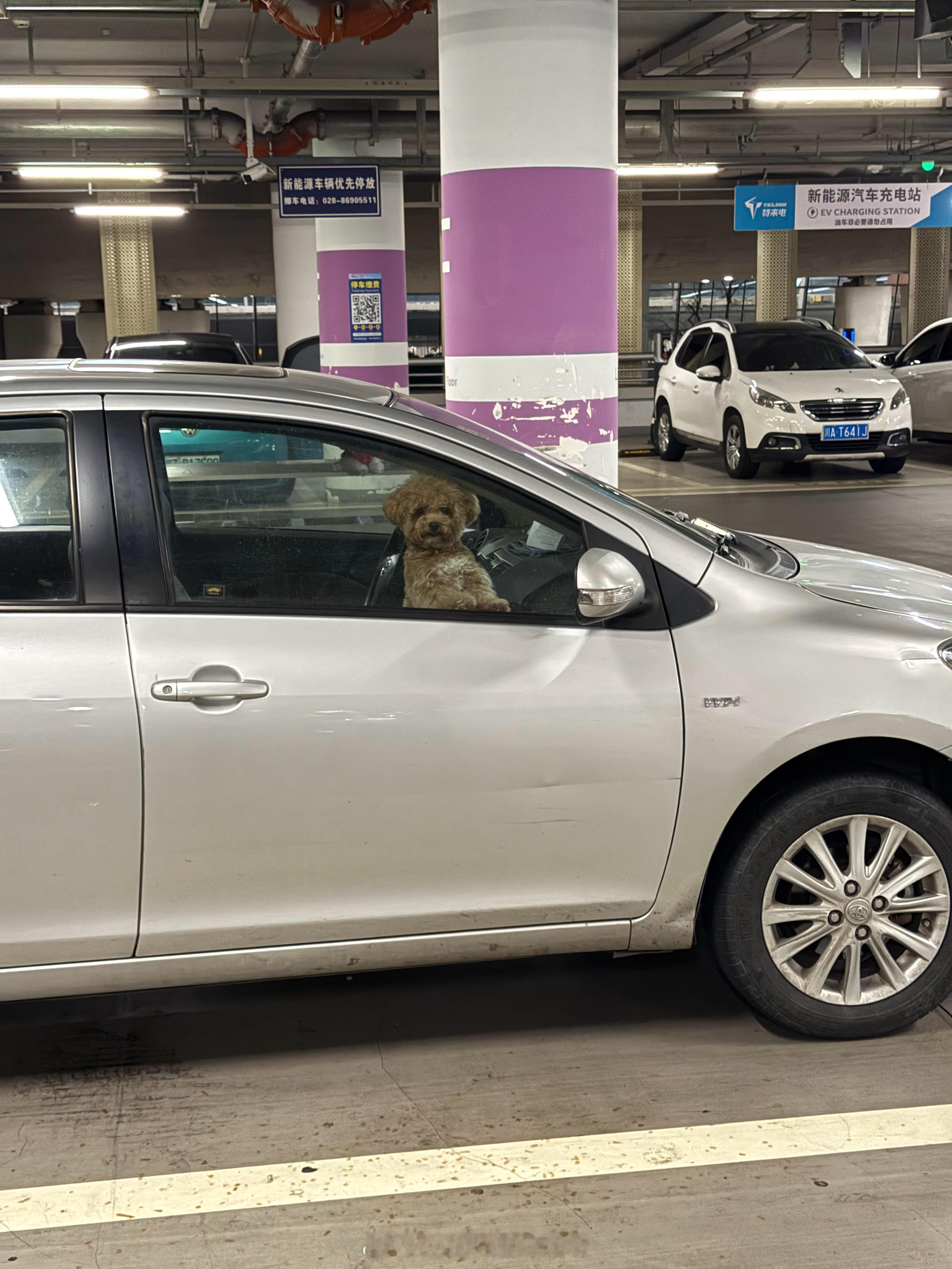 旁边车上有一只小狗，不知道主人会离开多久，还好在室内，没有暴晒。 
