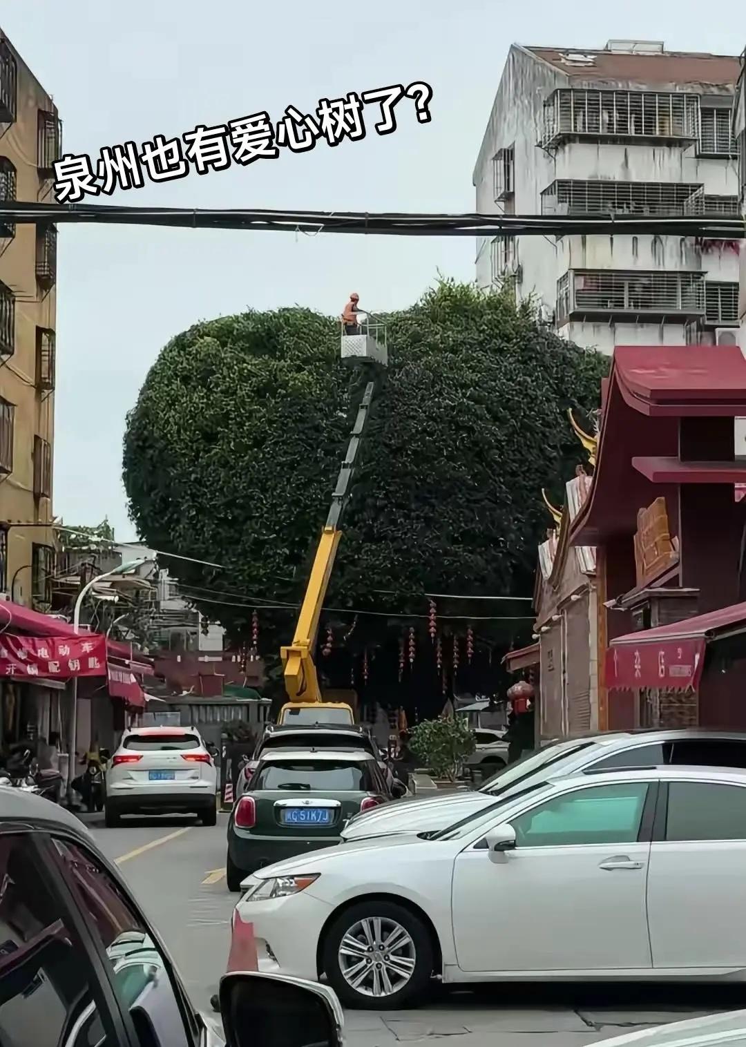 泉州文旅听劝，泉州爱心树真的来了！看我24年发的头条，然后这几天，在古城街巷，很