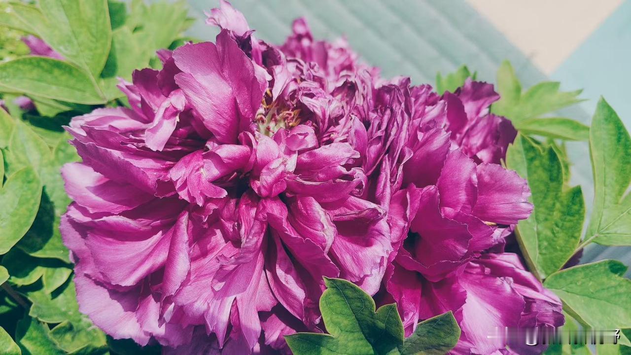 紫花盛开映日红，凤翔满园醉春风紫花随拍 紫花裙摇曳生姿 紫花灵动写真 紫花梦幻写