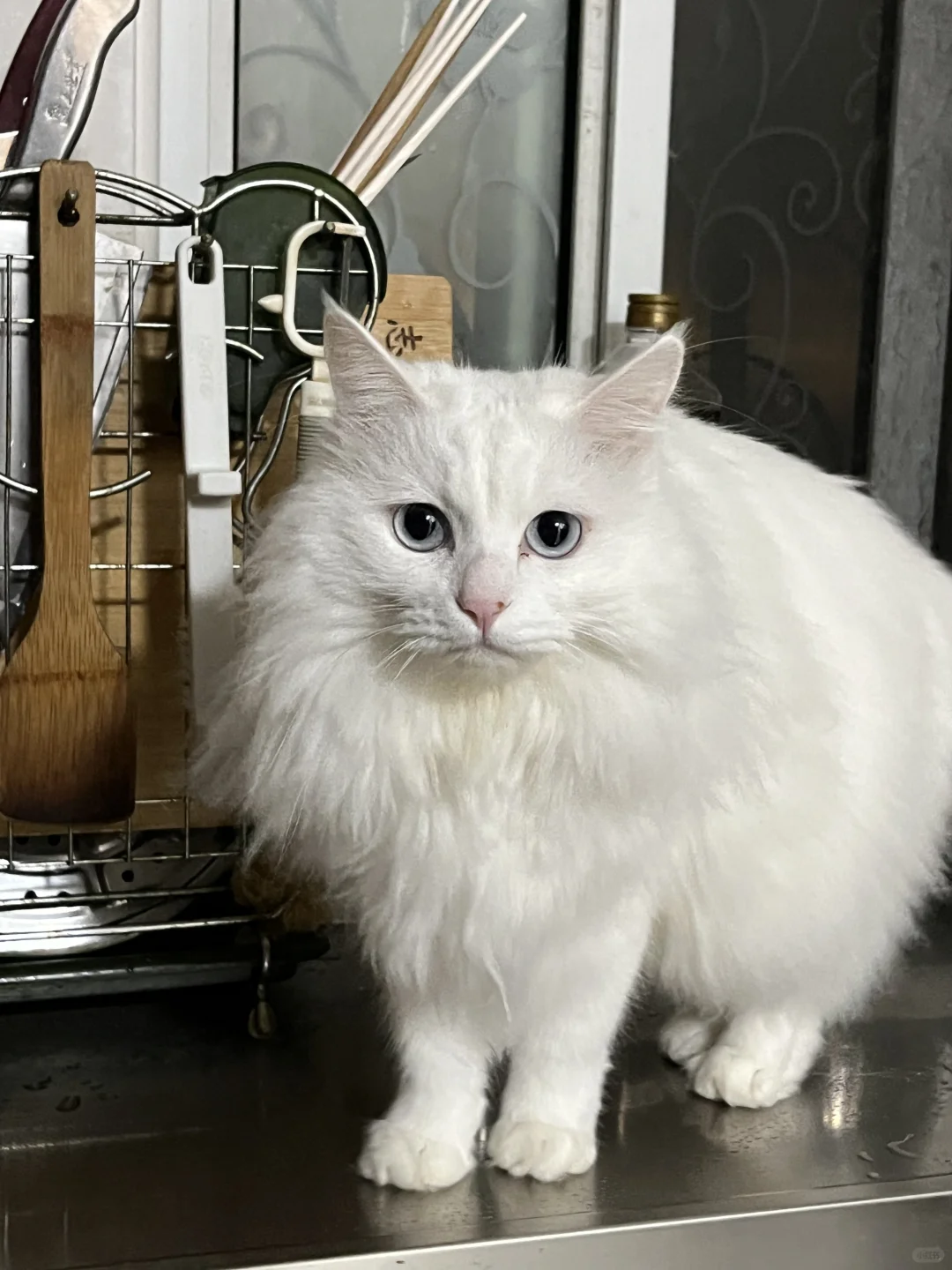 小猫上灶台啦