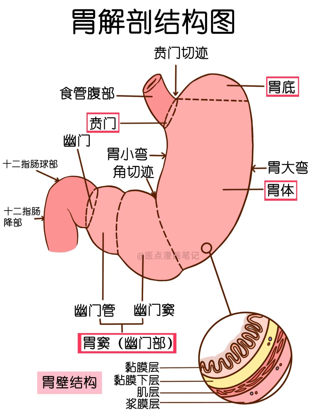 医学生笔记📒胃解剖结构图