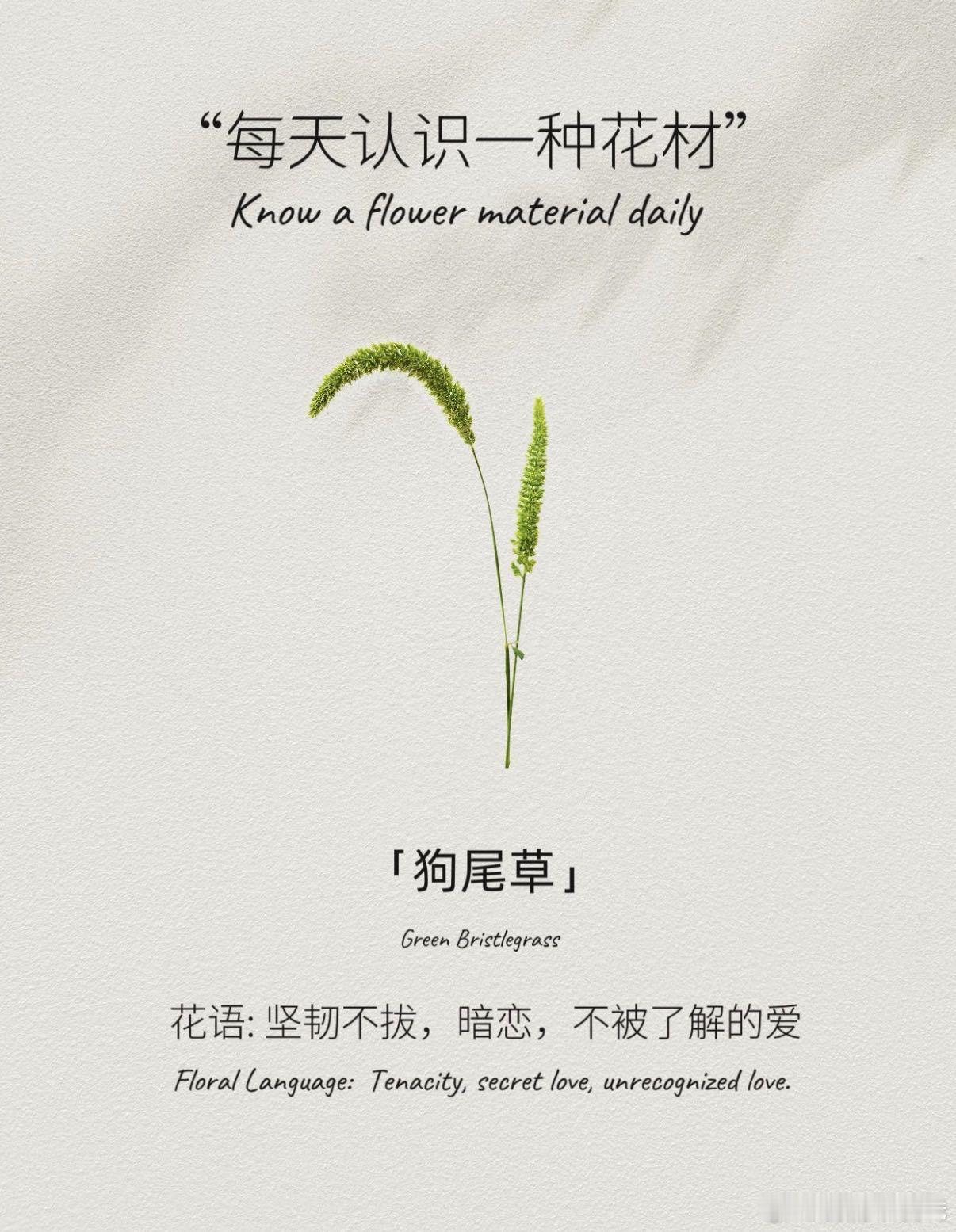 我的评分：[星星][星星][星星][星星][星星]井柏然送栾念狗尾巴草 你别看栾