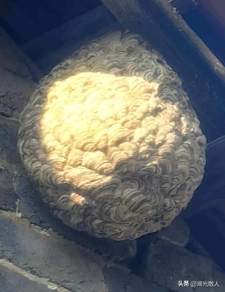 房梁上这个大肉球被邻居姐姐发现，下边还有些死去的马蜂。拍下来细看，花纹象大卫的卷