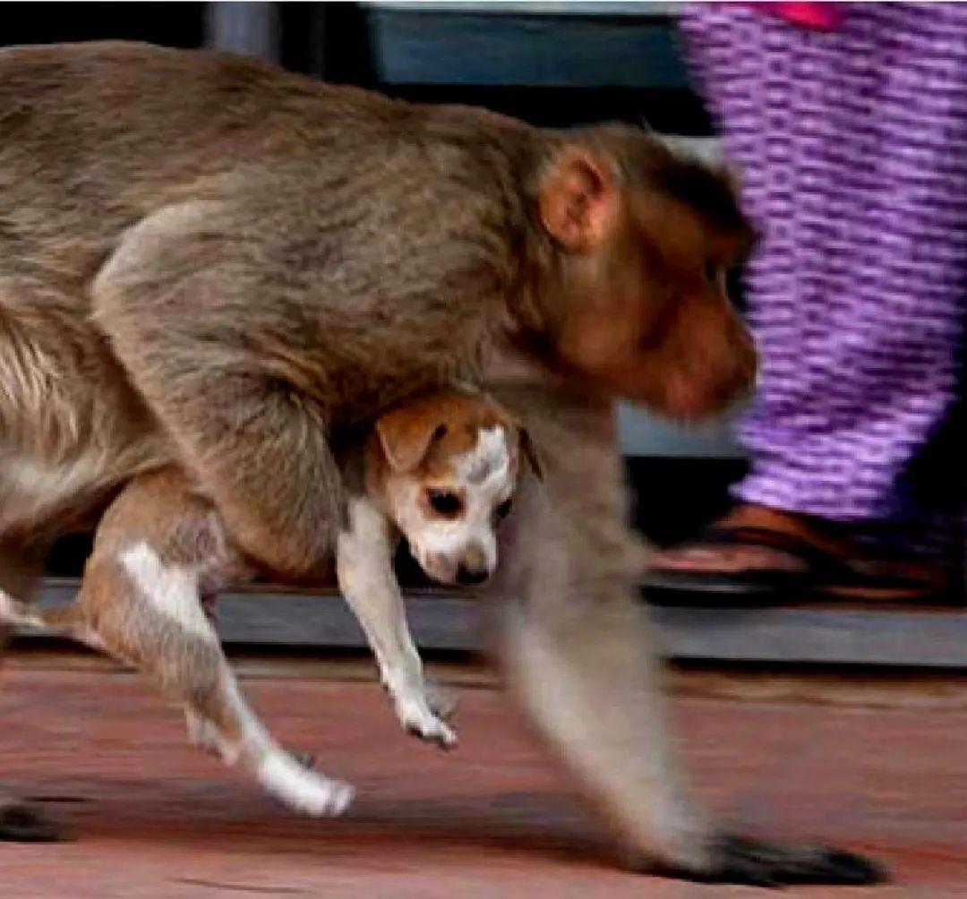 2021年，印度一村庄内有几条狗合伙咬死了一只猴子幼崽。未曾想没过多久，大群的猴