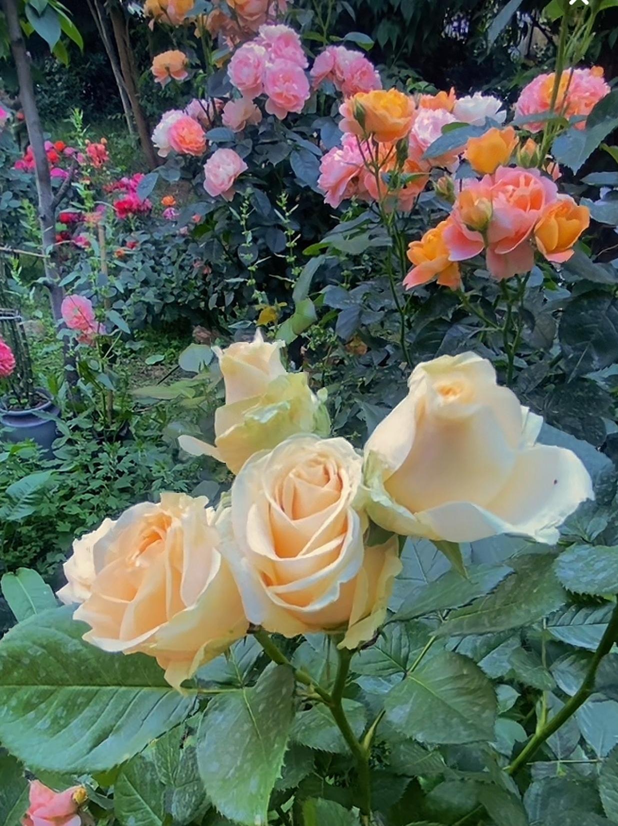 分享你随手拍的花随手拍～