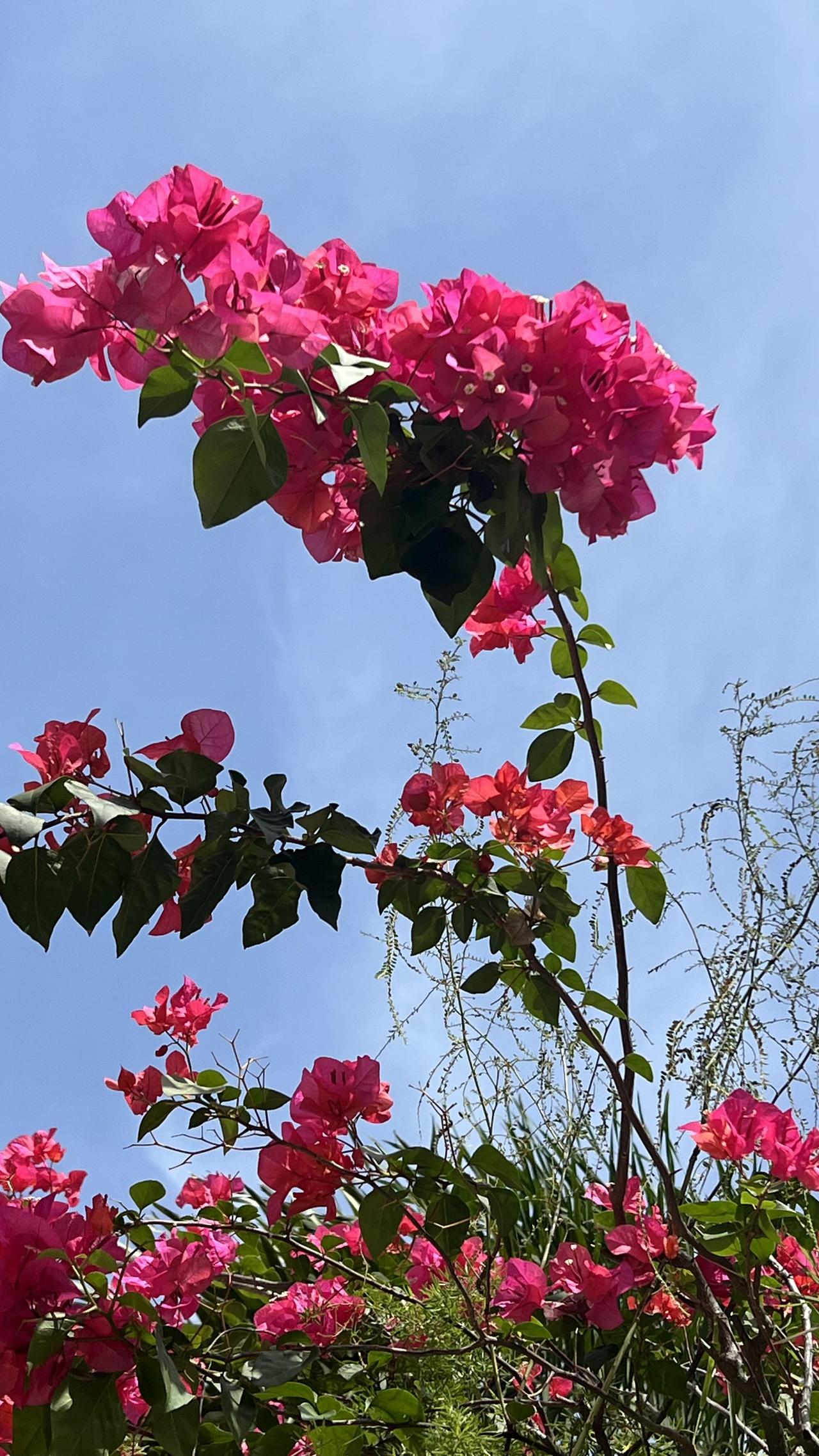 【原创】三亚赏花：靓丽夺目的三角梅在蓝天的映衬下，显得格外娇艳动人。