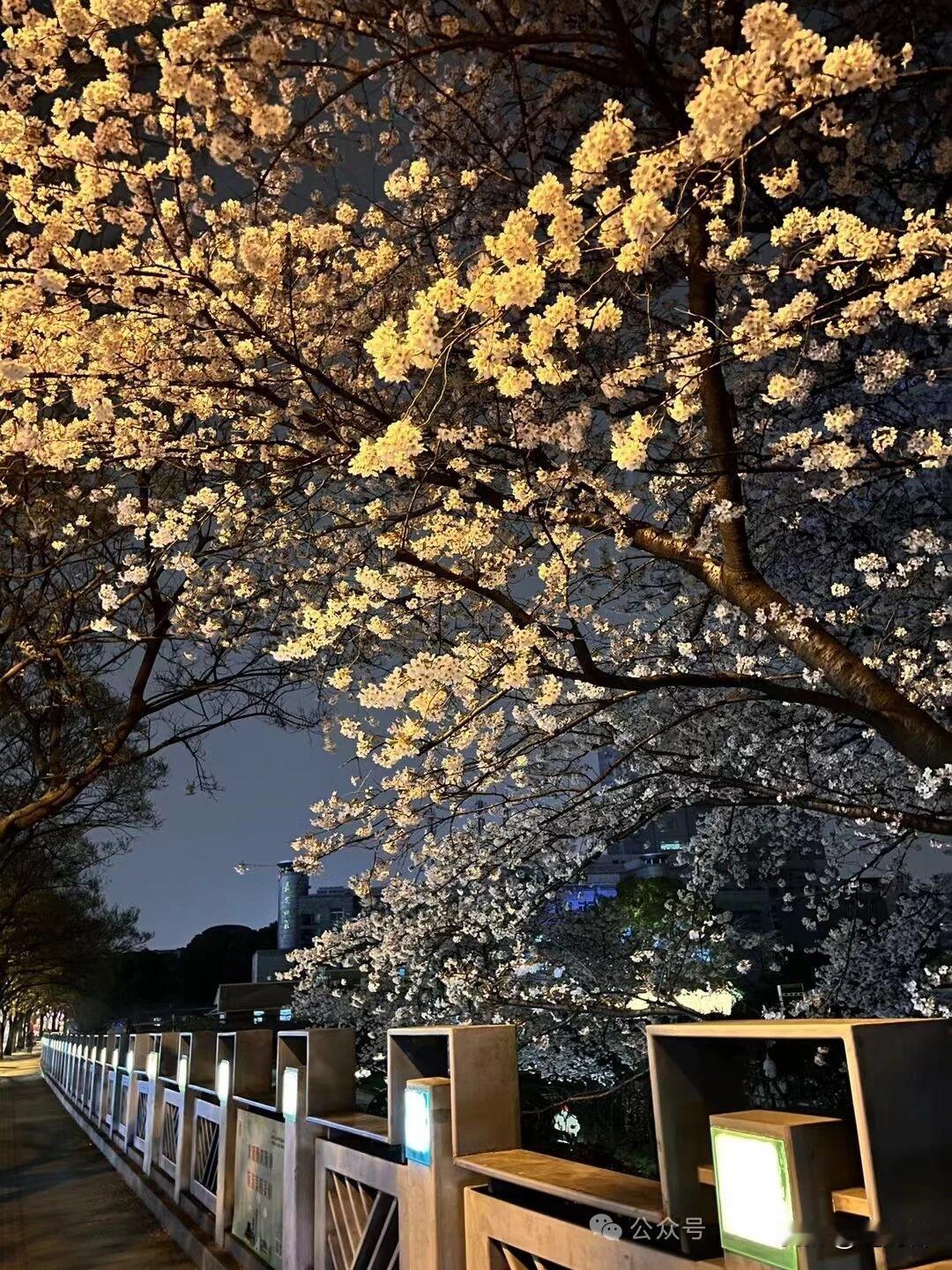 今年春天最想实现的心愿白天开给人看，夜里开给自己，月色替她染了一层霜。暗处见白，