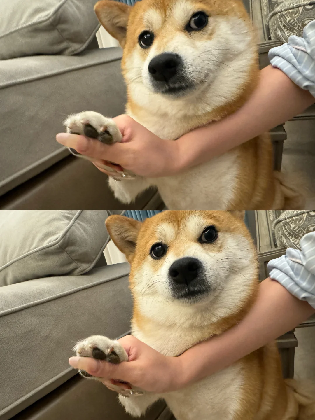 小狗爪爪脱敏训练🏋️