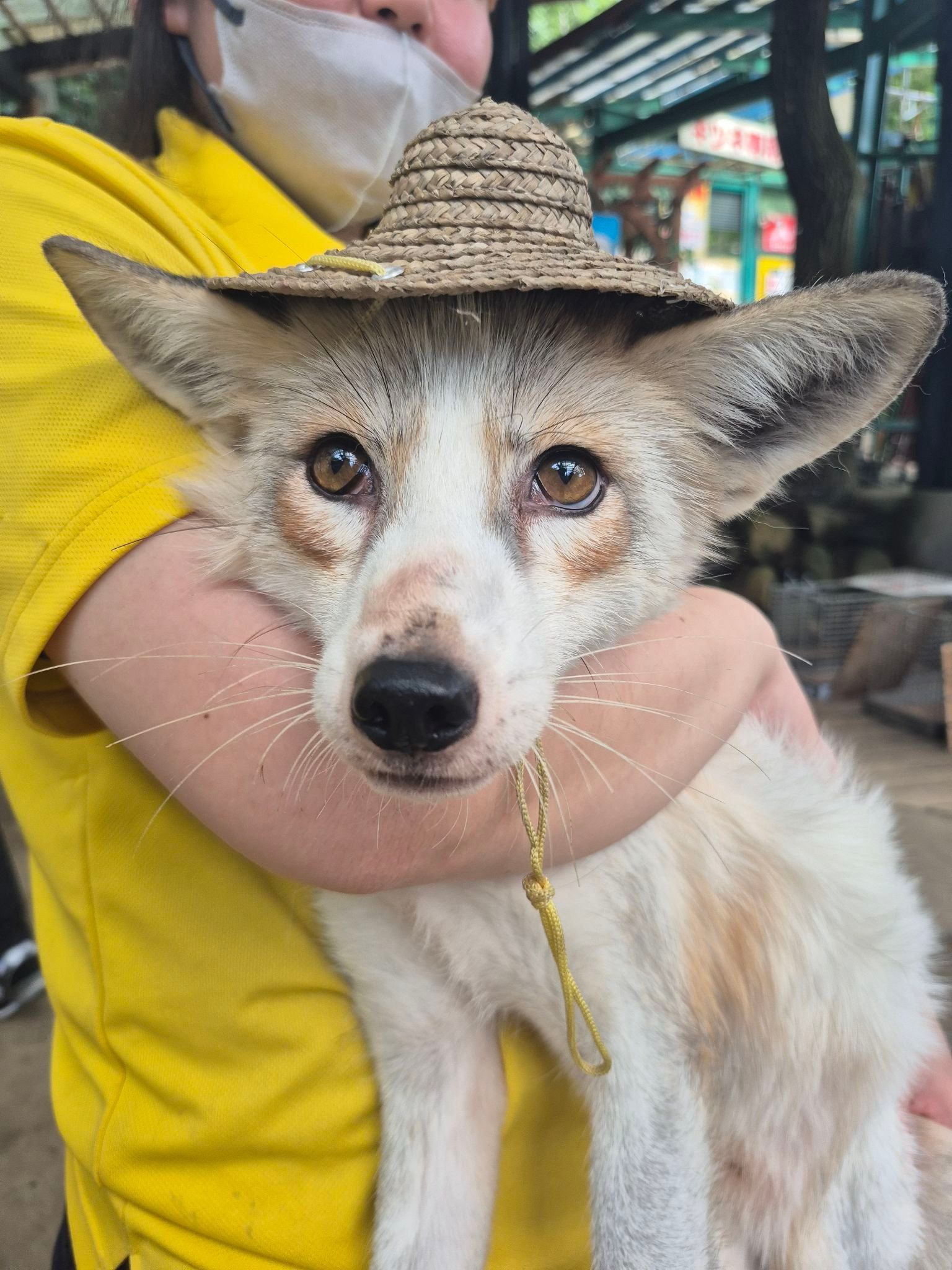 狐狸[超话] 狐狐的遮阳帽©️kon_fox_village ​​​