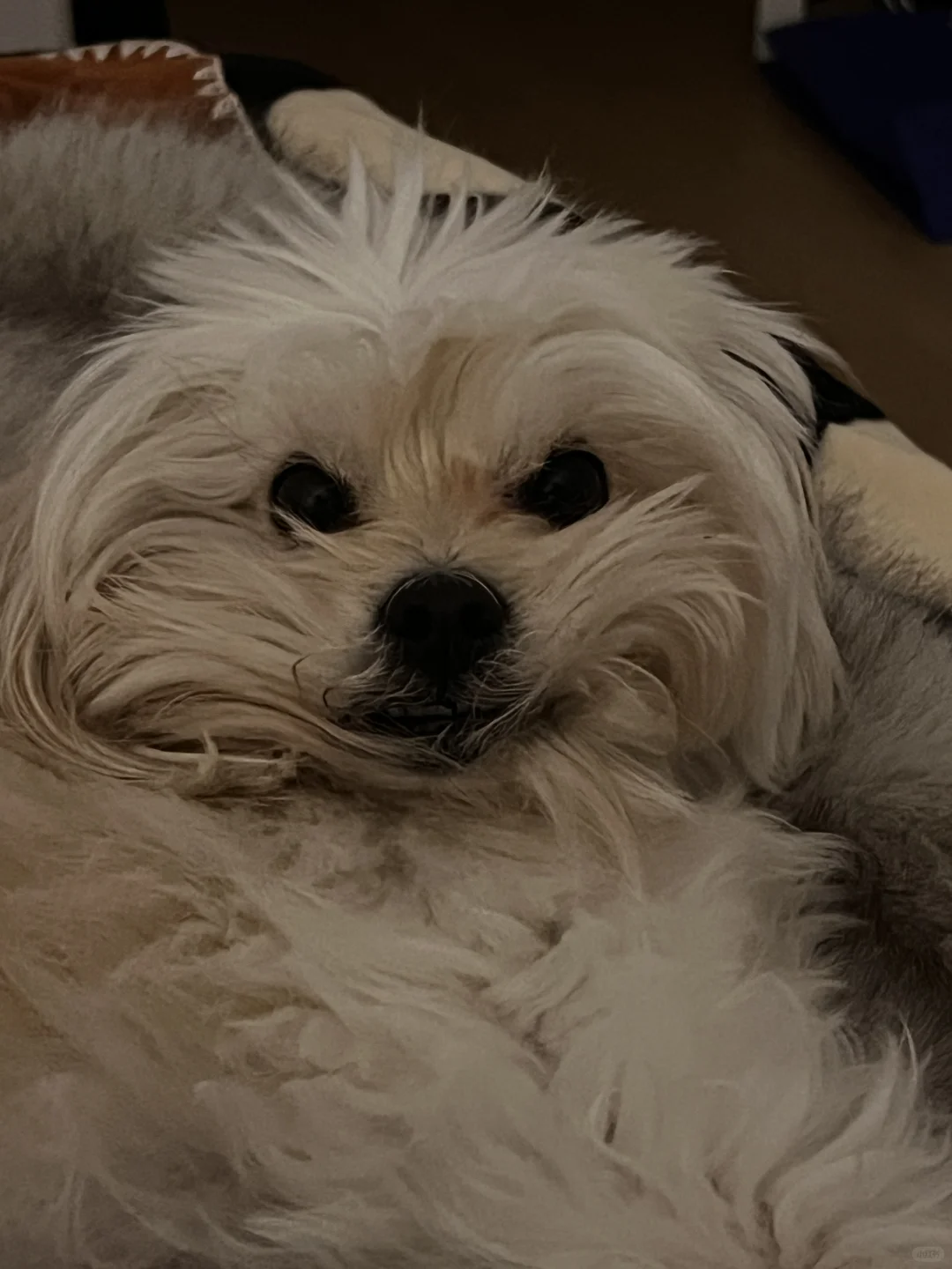 DOG Tax ！ Tiktok Refugees My puppy Nemo