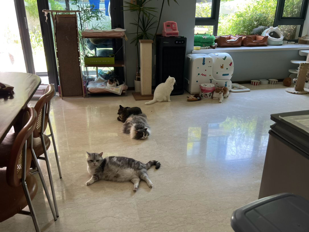 咪跟咪之间的cp关系真复杂，但吃瓜的咪永远是那么几个固定咪萌宠c位计划