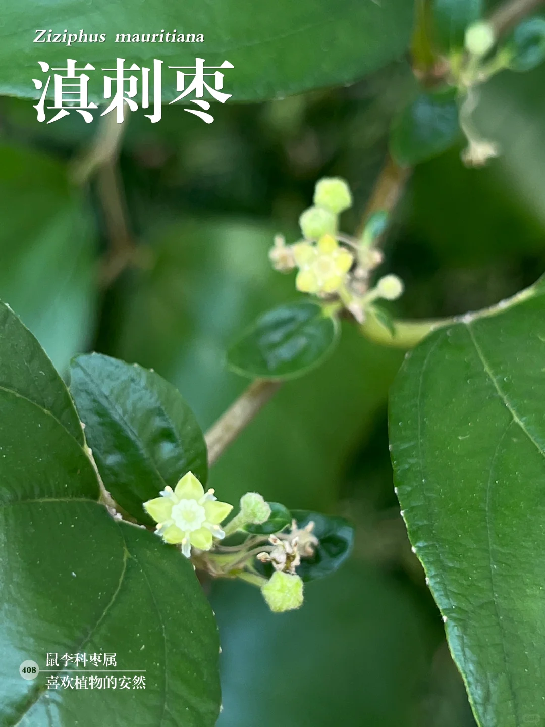 福州植物打标408｜台湾青枣，滇刺枣