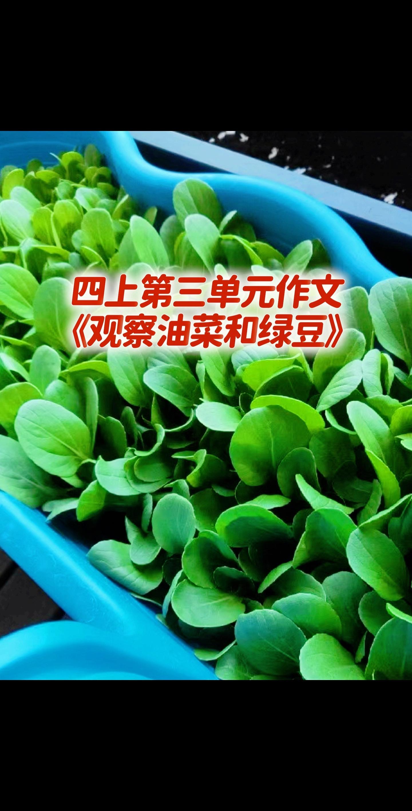 四上第三单元习作同步优秀范文来了。家长必读，小学四年级上册第三单元作文...