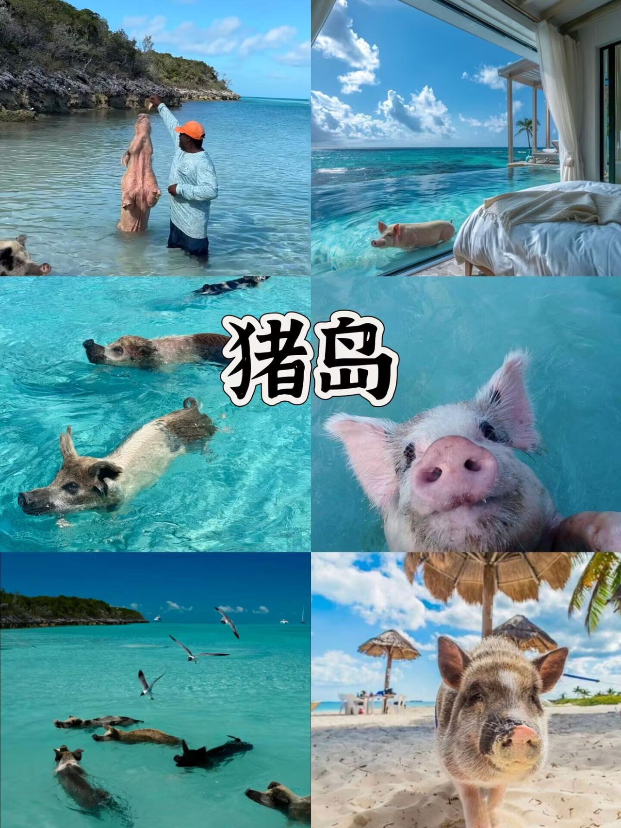 这辈子总要去一次猪岛吧！🌊猪岛躺平玩法+避坑指南。没错，就是那个猪比人幸福的岛