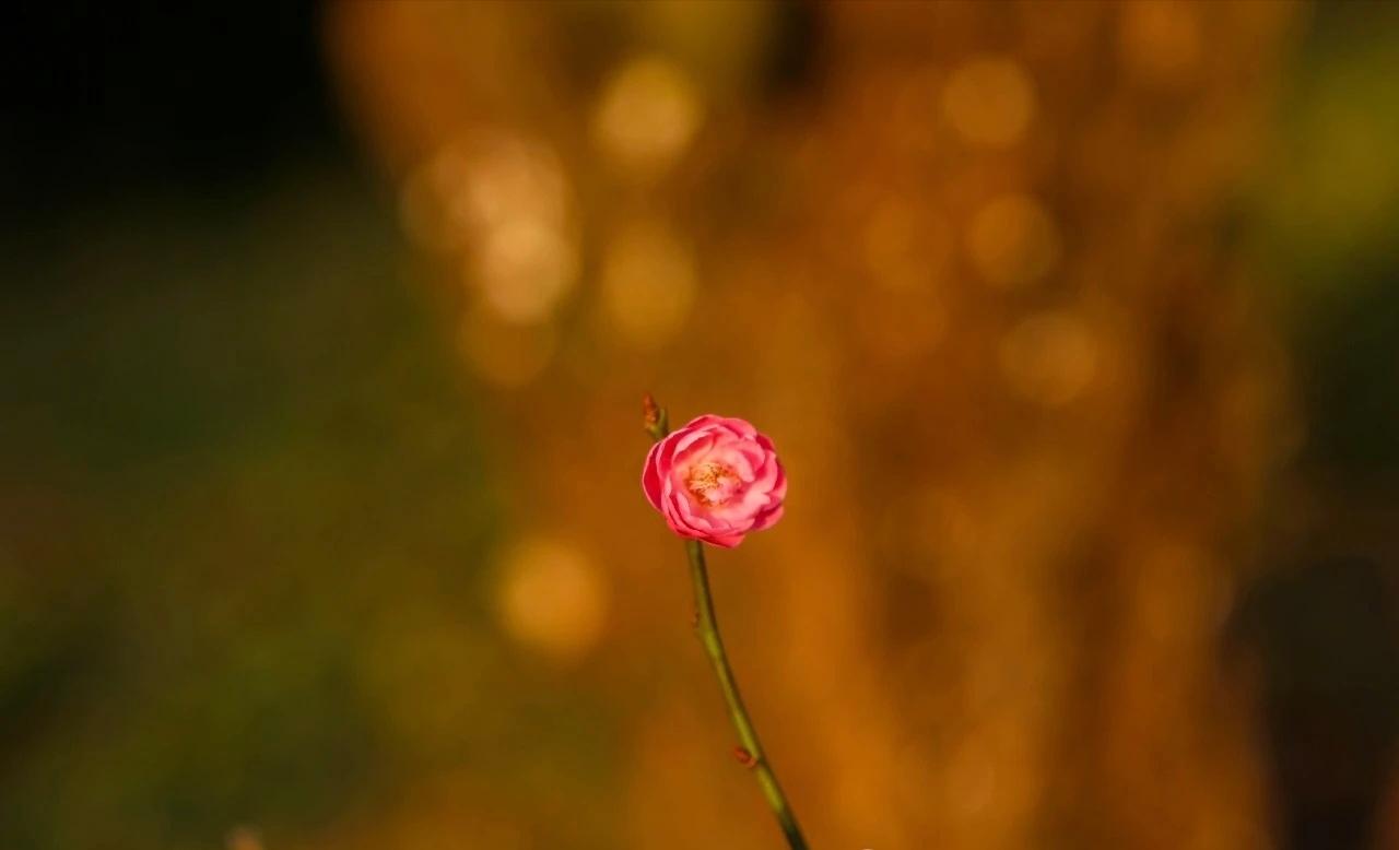 古人说
心悦一人，
便是大补。
​原来养人的，
从来不只是参茸燕窝，
而是心上的