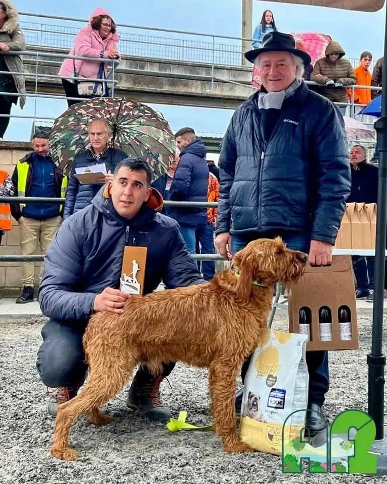 法国🇫🇷布列塔尼猎犬