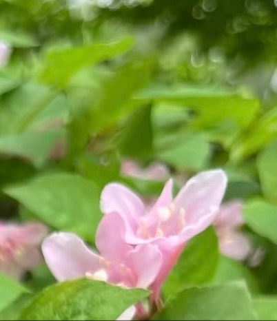 0000锦带花1. 栽培方式：普通园土直接栽种，弱酸、中性土壤均可；落叶灌木，匍