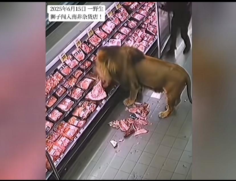 南非一商店闯入一只狮子，把店员难住了，也把狮子急坏了。从视频里看，一个店员拿着挡