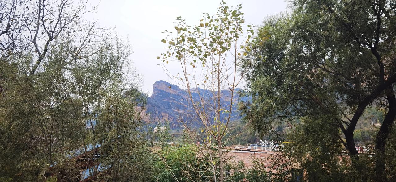 #分享你手机中的花花草草#秋天的绿叶，做着最后的挣扎，想天空诉说着夏天的喧嚣，向