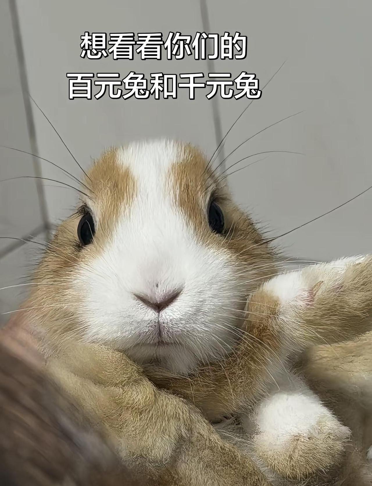 棣棣：我来交兔友啦。交不同颜色的，交不同性格的，交不同品种的兔友宠物兔 萌宠出道