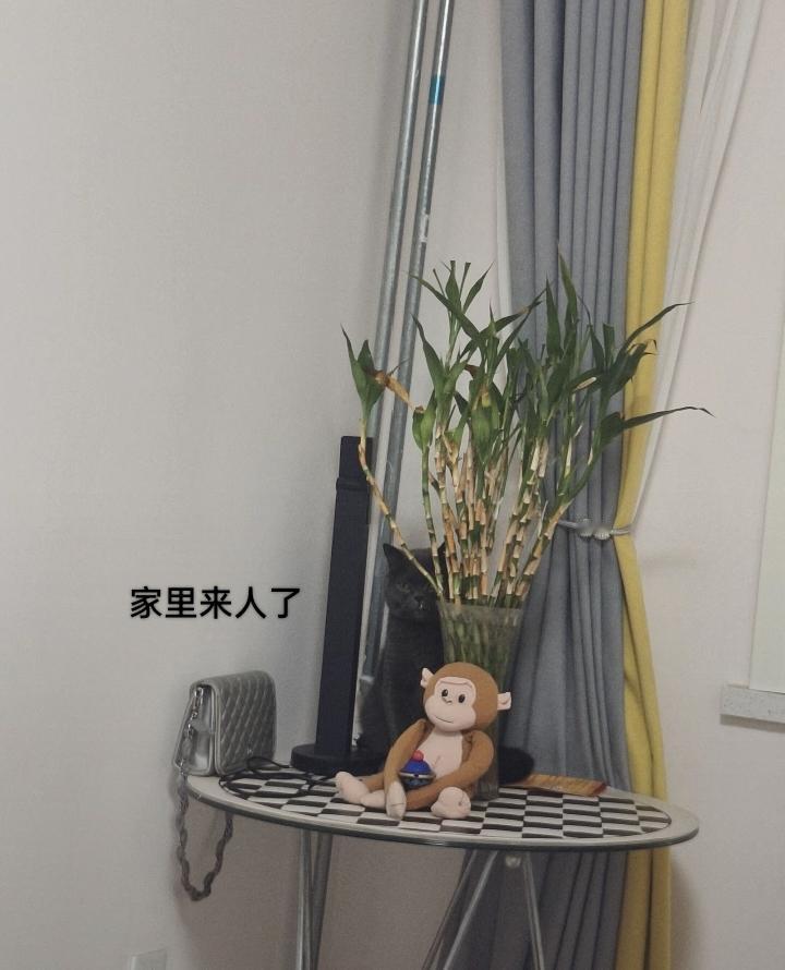 上热门 谁能拒绝傻憨憨的小猫咪 这样的猫孩子谁不爱 养宠人的治愈谁懂啊 这小猫谁