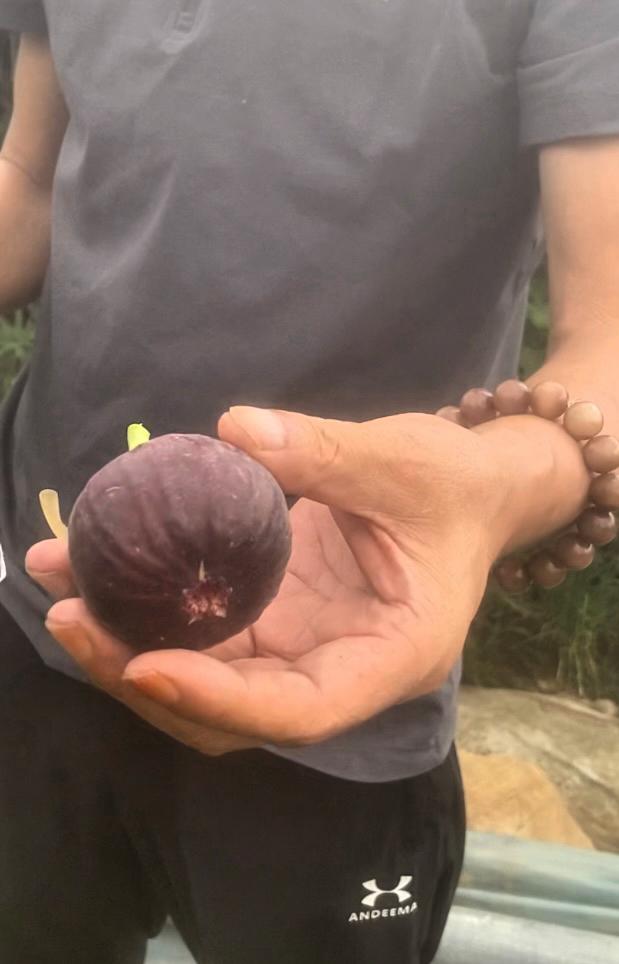 种无花果可把我害惨了，那无花果的汁液直接让我手过敏了，又红又痒，遭老罪咯。再看看
