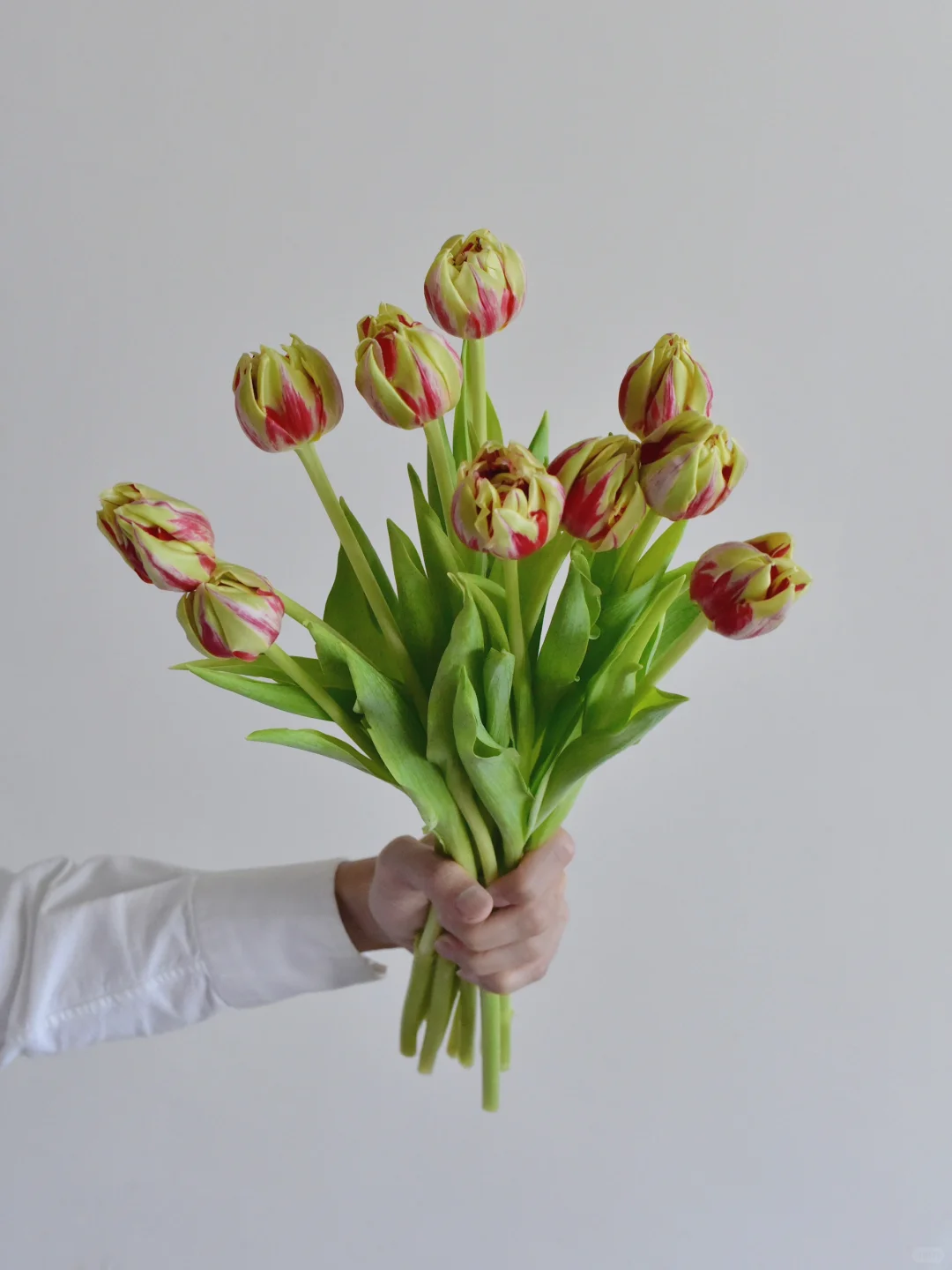 荷兰郁金香· Tricolouri