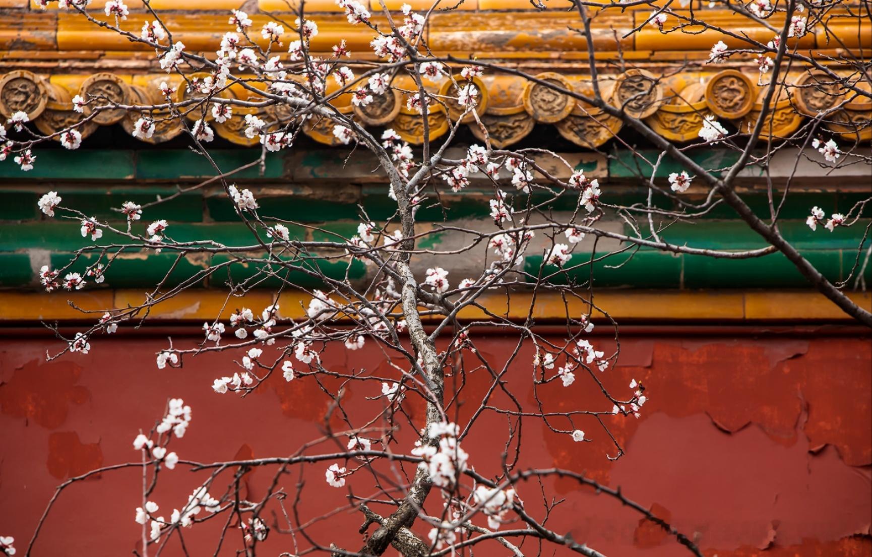 花样北京故宫，遇见不凡！摄影​​​