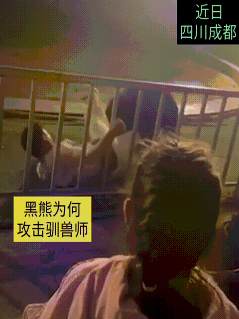 近日四川成都七彩海巢欢乐世界，一只黑熊攻击驯兽师，到底因为什么呢？
工作人员回应