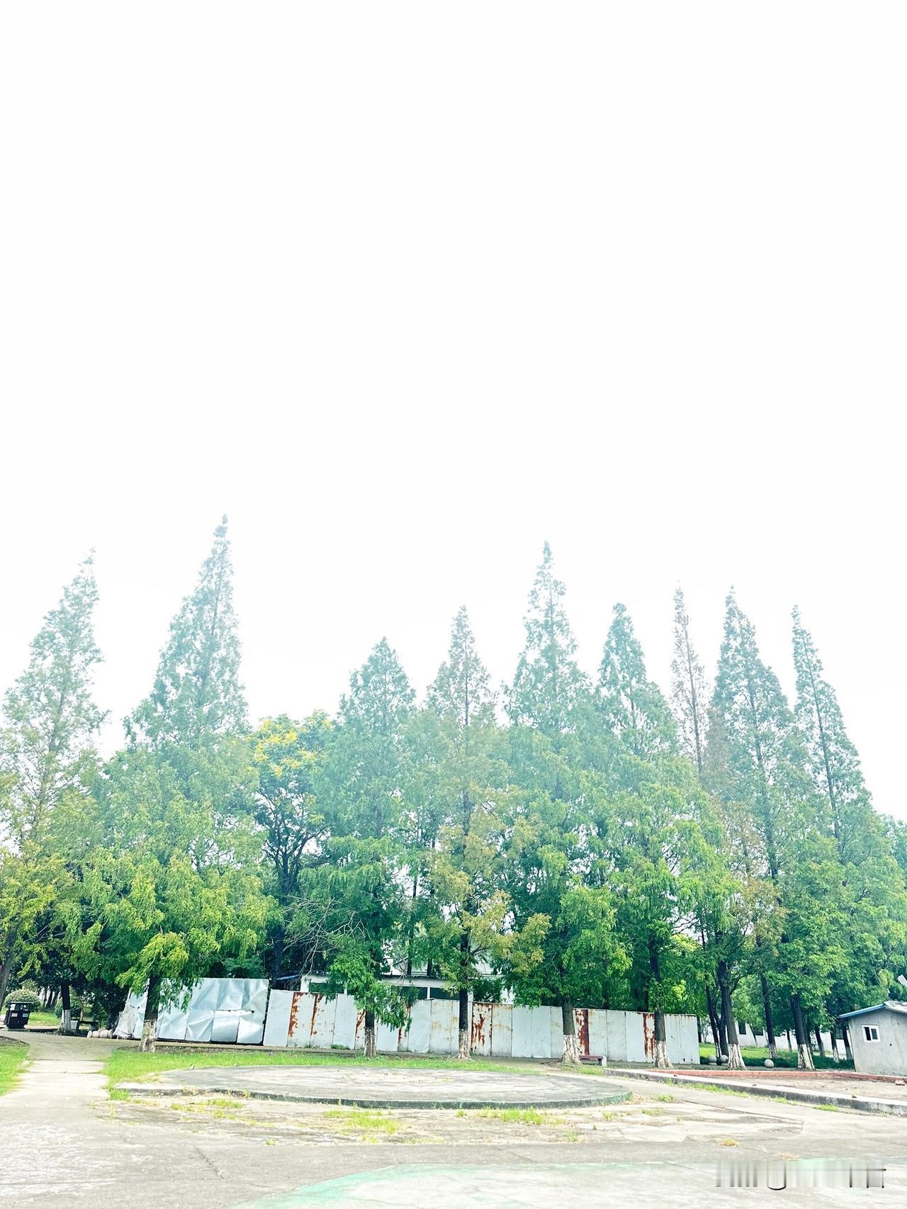 漫步公园望向一排排绿树，满眼都是清新治愈的绿意。