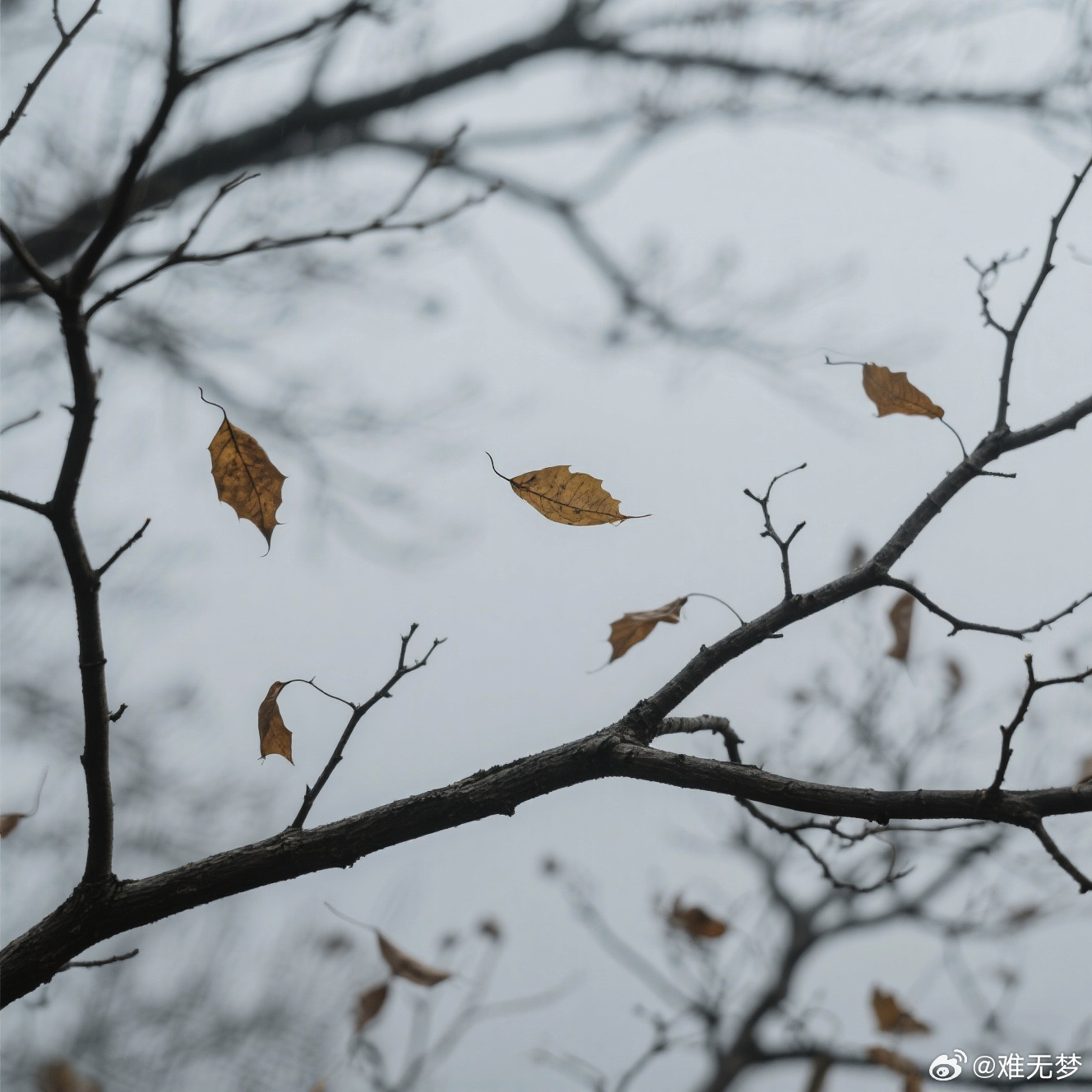 后来才懂，有些告别是无声的，就像秋天的叶，等你发现时，枝头早已空了大半。 ​​​