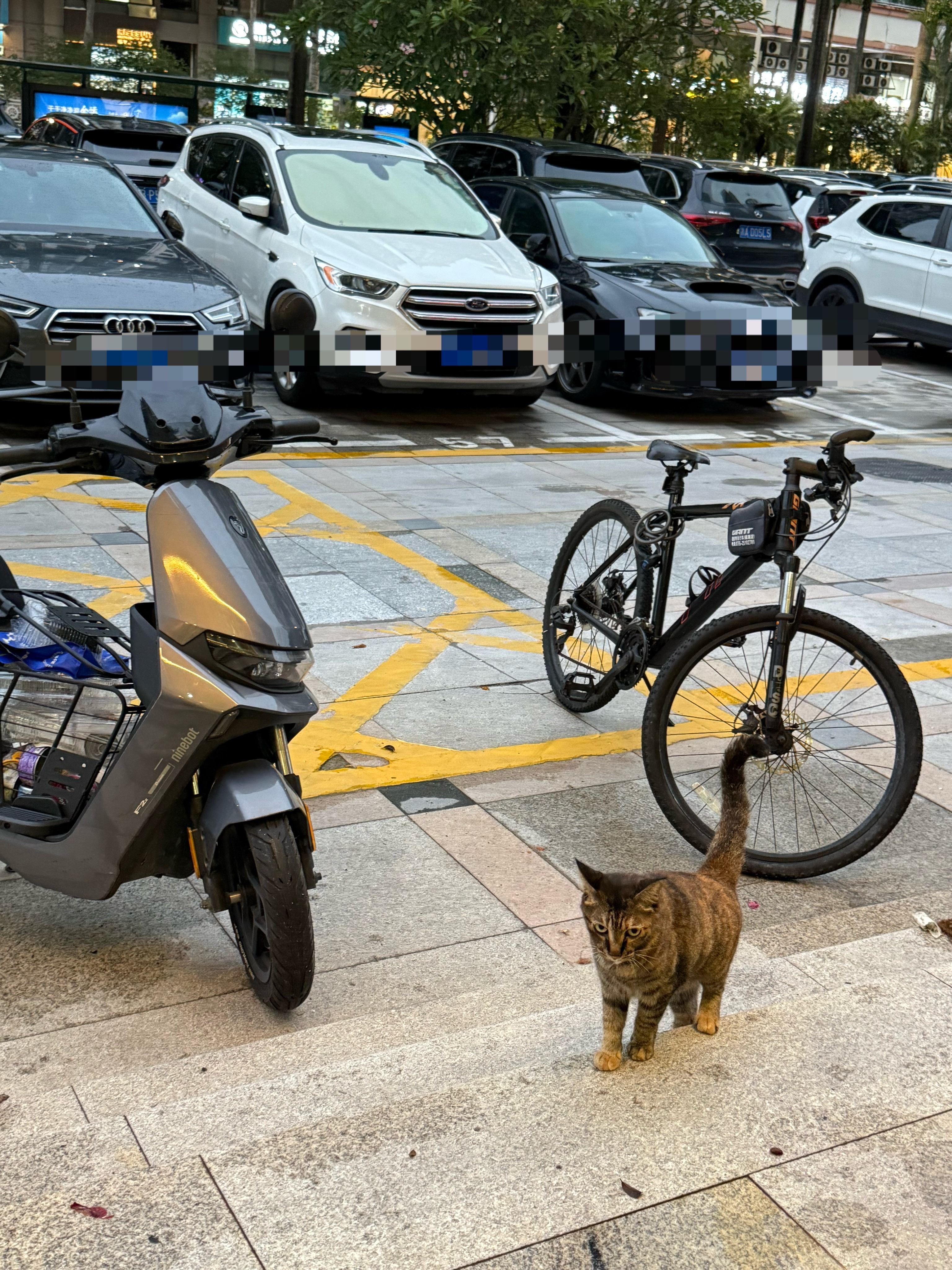 麻雀早早过来吃饭了。。。猫流浪猫 深圳