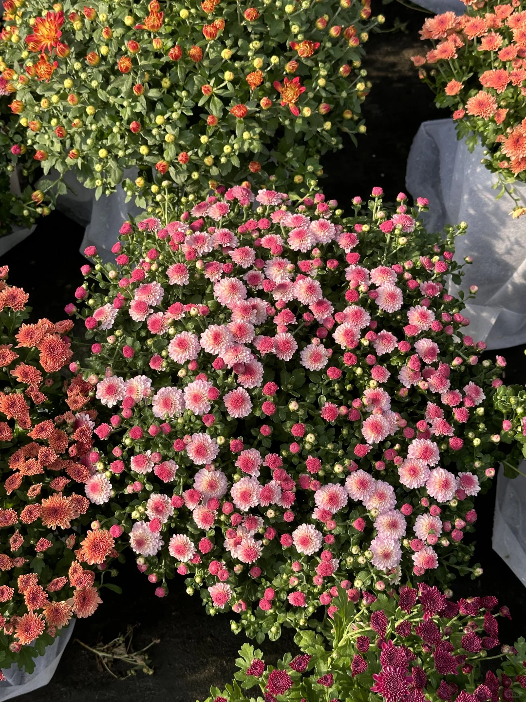 糖果菊｜糖果甜心