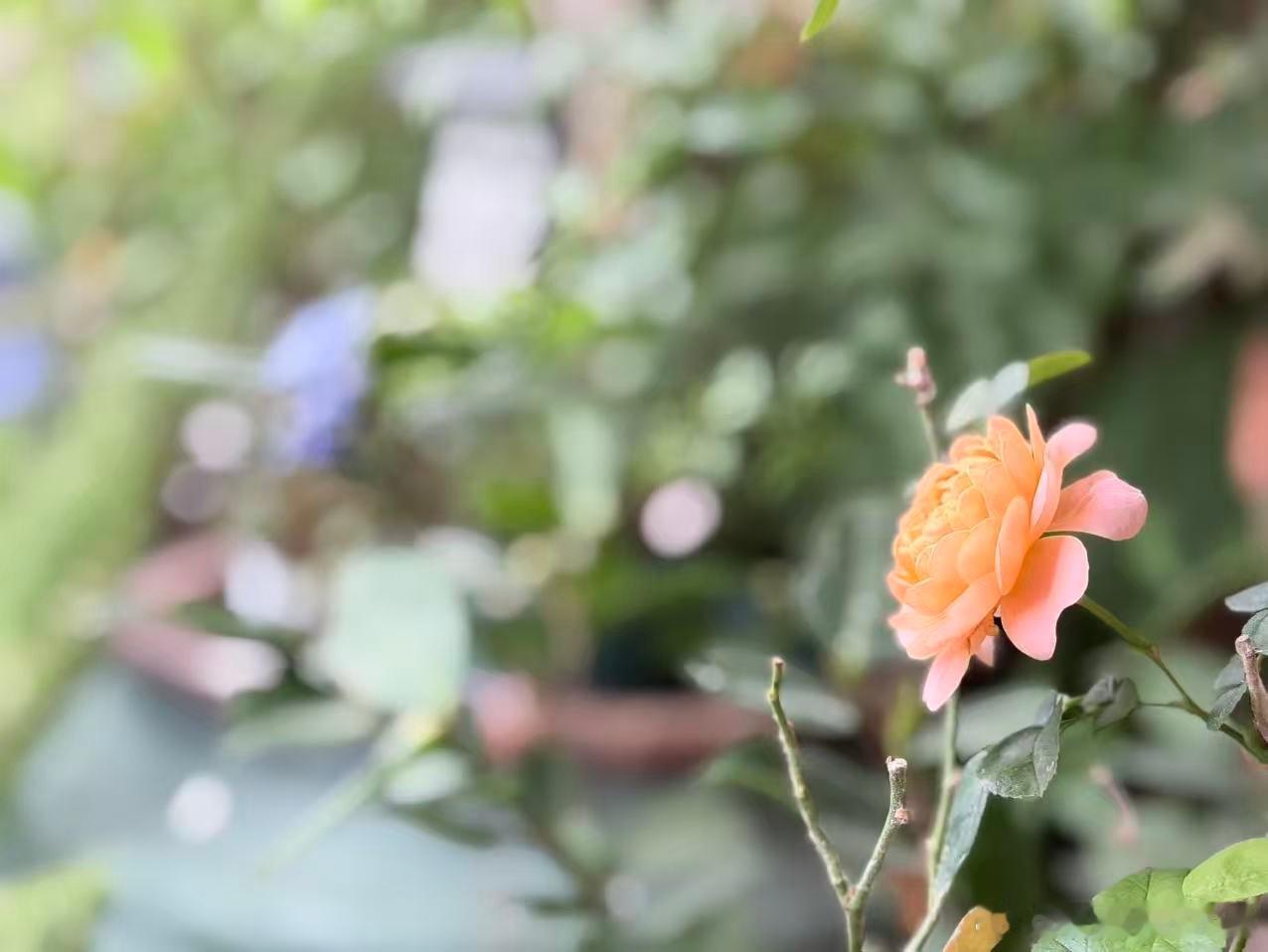 袁老师发了家里的花花草草来。我非常想家～ 