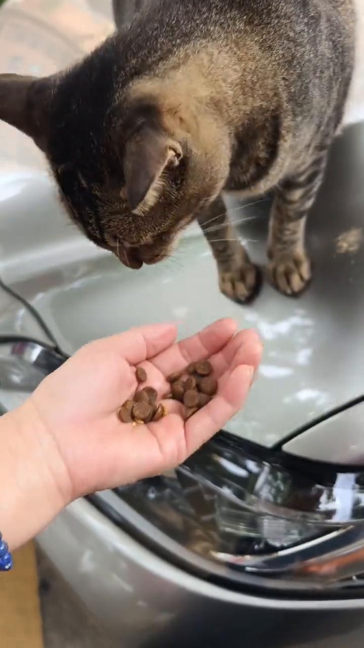 喂流浪猫是作恶还是向善？心中有什么便看见什么，龌龊之心必然生出的是邪恶和黑暗，怀