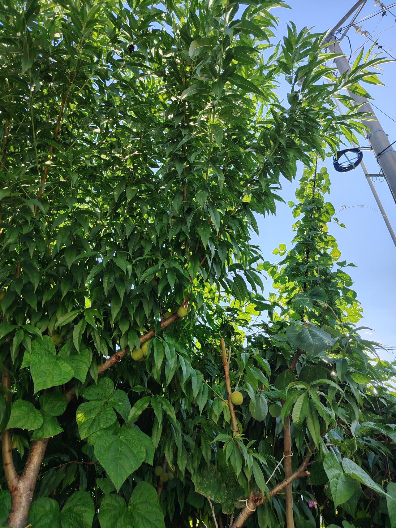 晒图笔记大赛夏日的风穿过树梢，把光阴揉成细碎的金箔，落在肩头，是岁月最温柔的馈赠