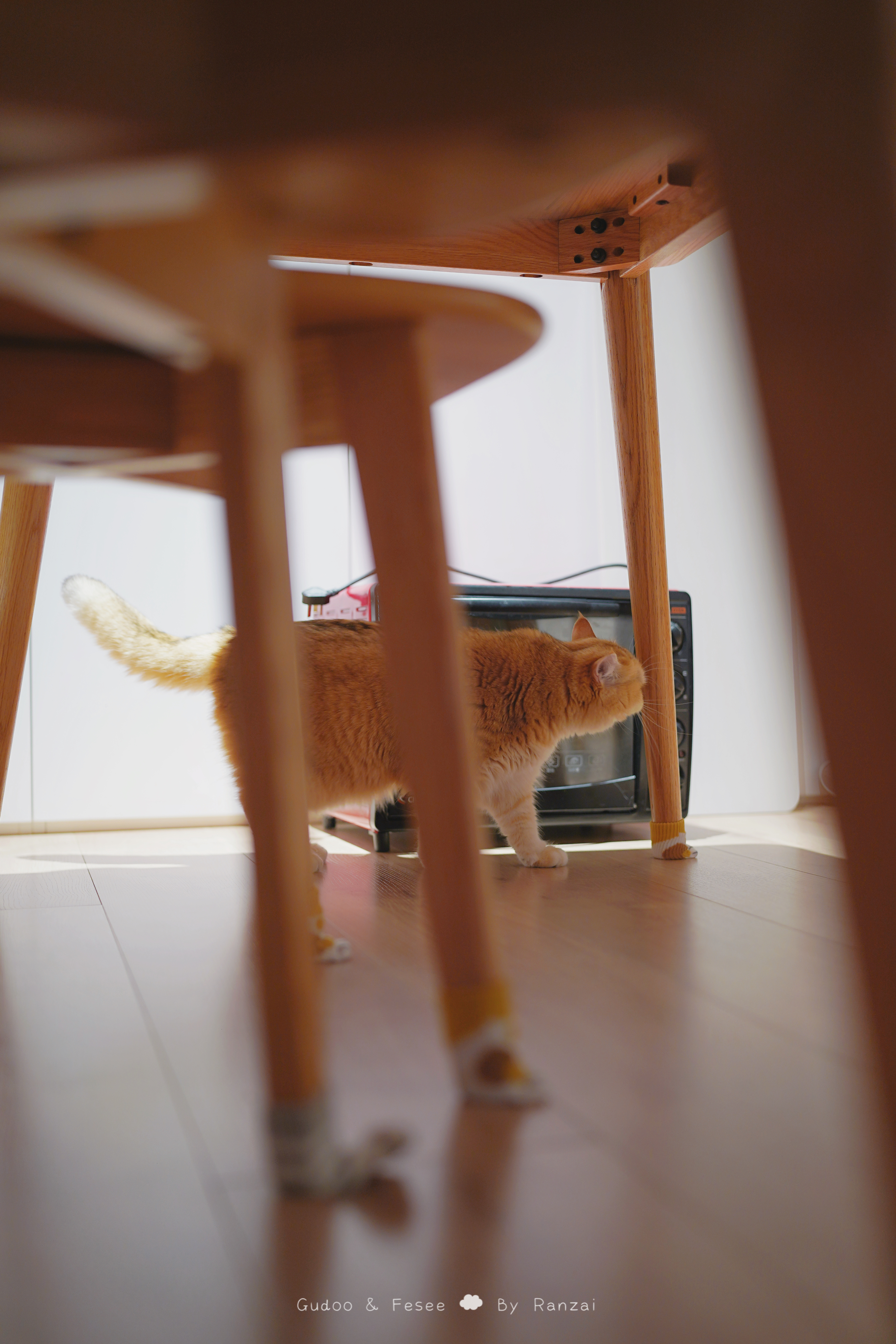 小猫逛街🐈#喵趣横生# ​​​