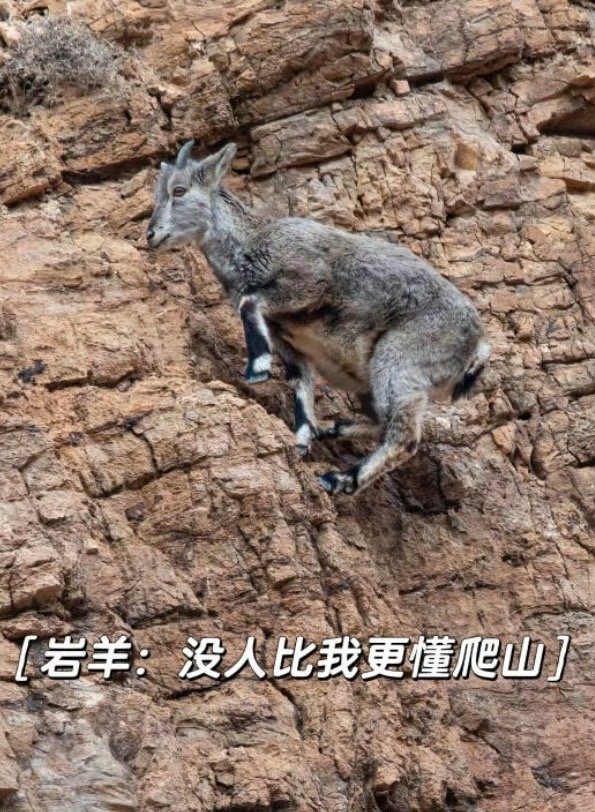 西藏网友说王一博是藏羚羊 西藏网友说王一博是藏羚羊，怎么不算呢 
