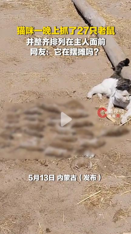 内蒙古一只叫 “黑风” 的中华田园猫，一晚上抓了 27 只老鼠，还整齐排列，就像