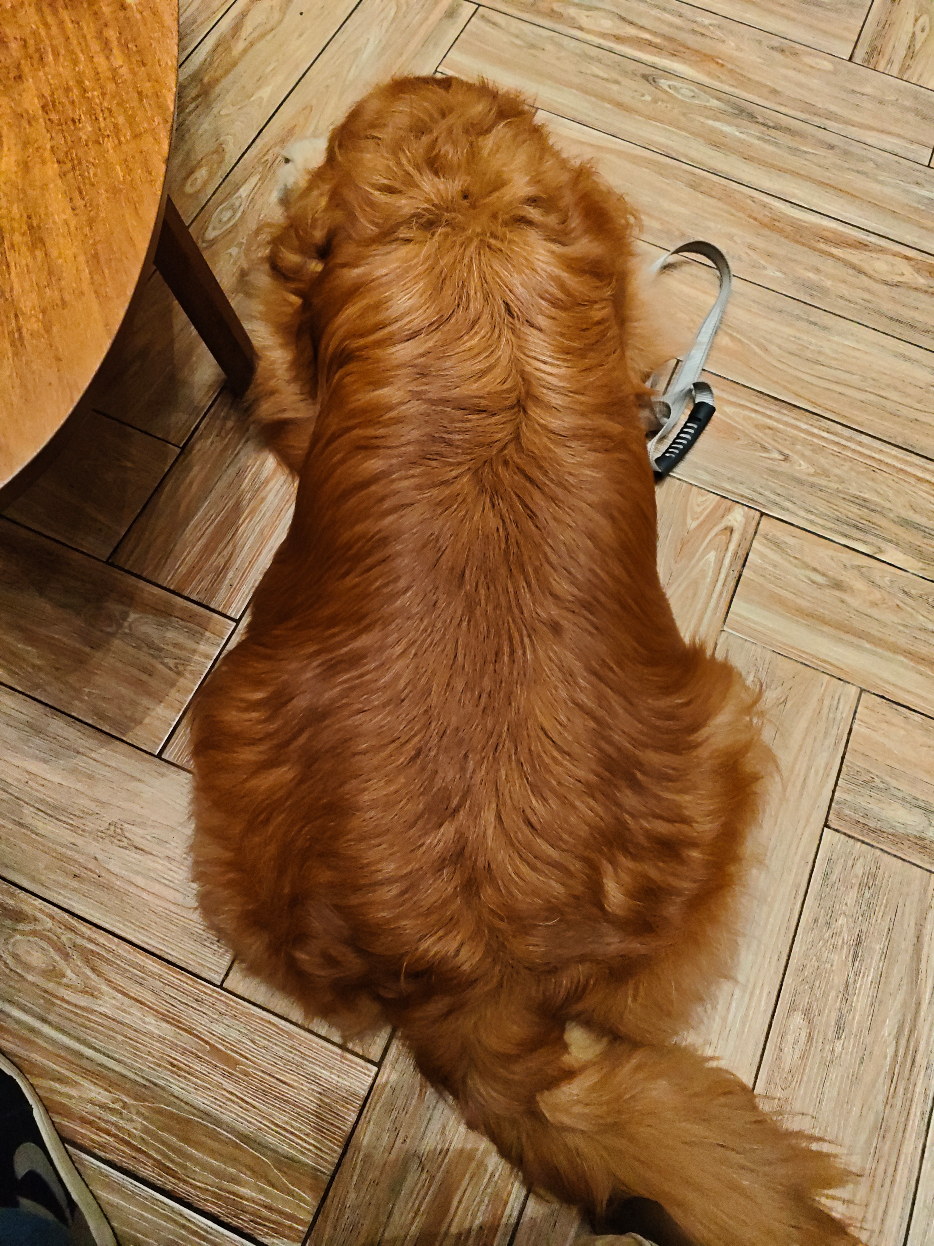 我就说最近怎么钱包有点扁，看了一下大哥的新狗粮，平均算下来要560块12磅，算下