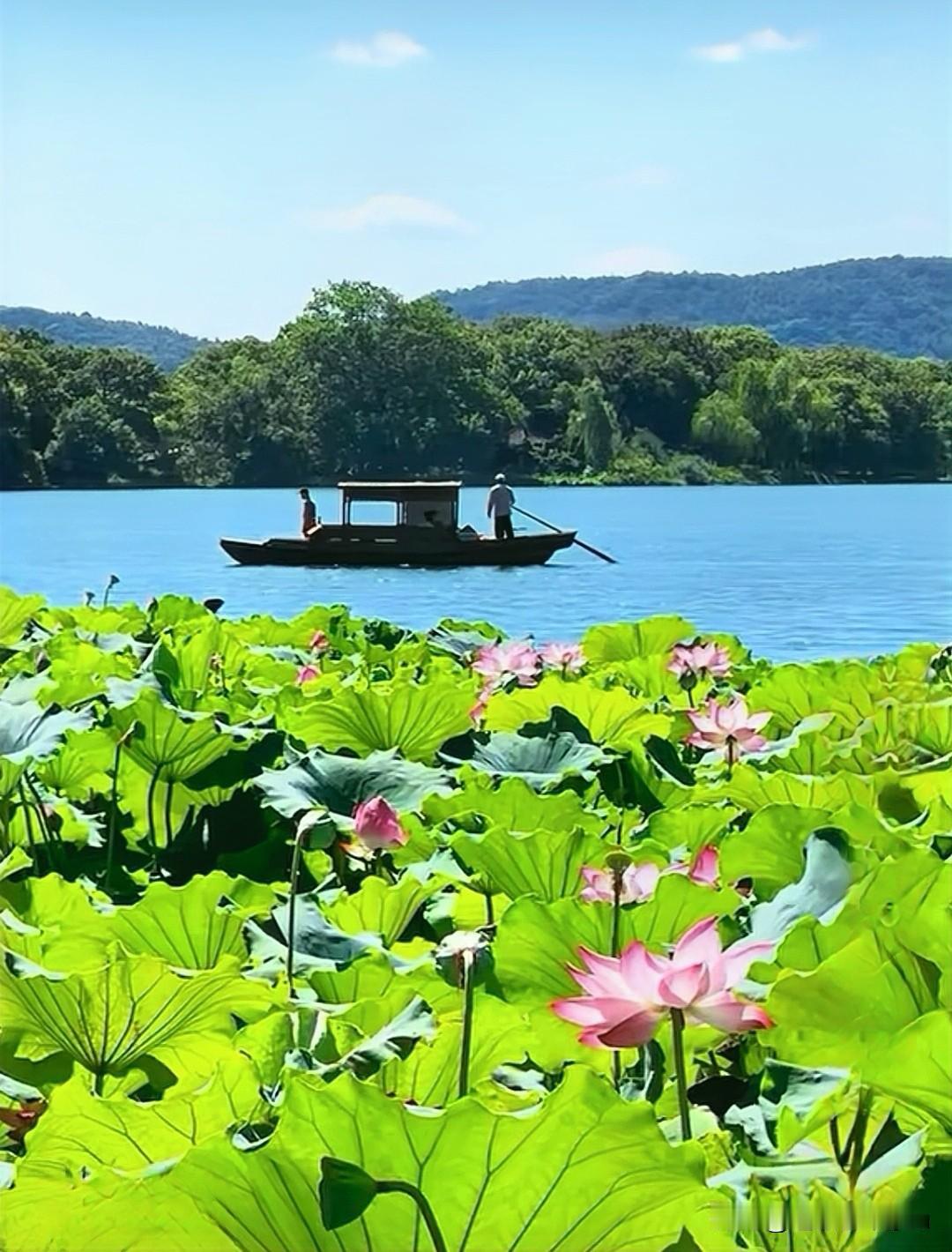 分享一幅荷花荷塘风景图片杭州西湖苏堤旁曲院风荷景区一一湛碧楼荷花美景！荷花园风景