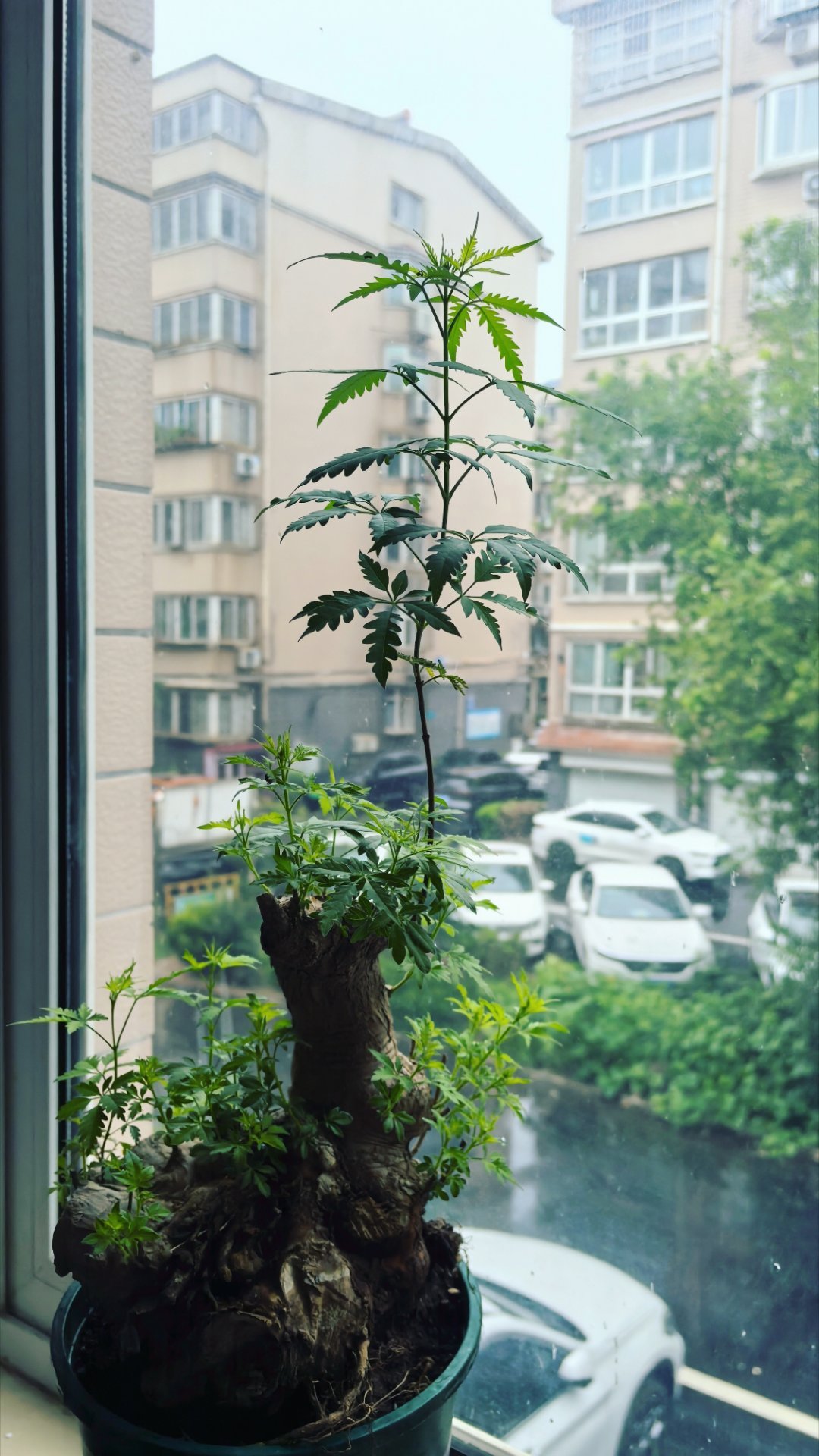 下小雨下的还挺舒服的，适合睡一觉