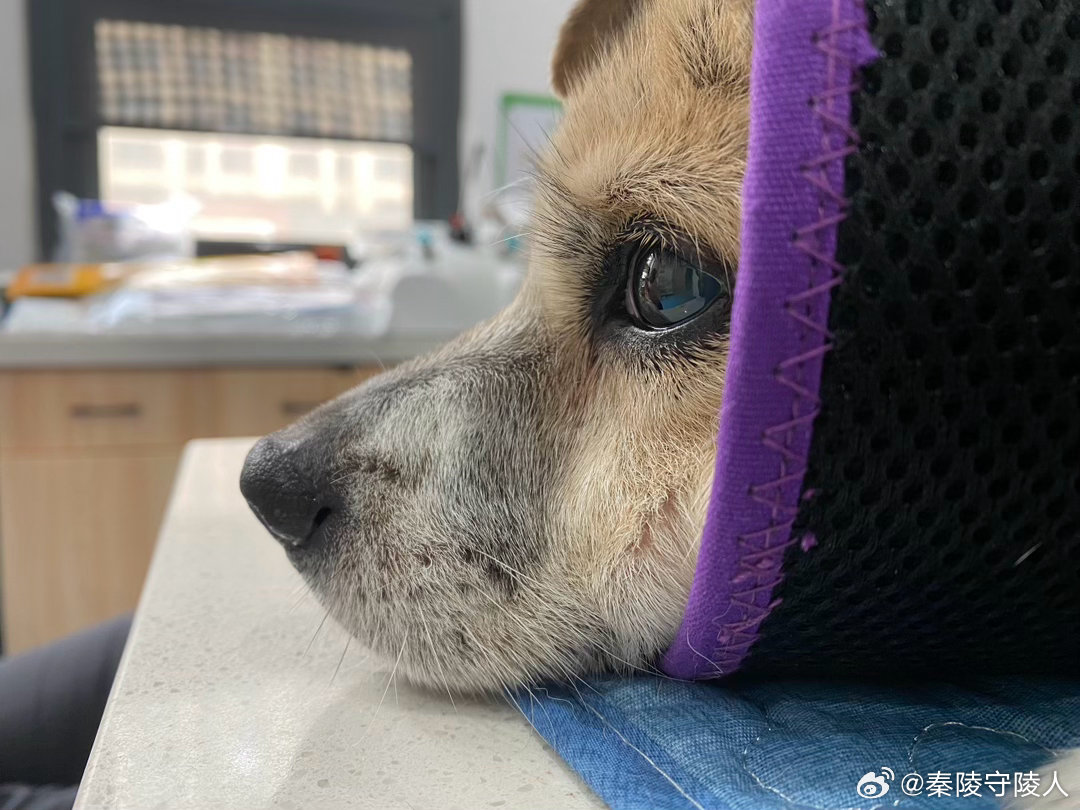 一个小老头，既不画线稿，又不赶文案，还不凑 PPT，也不刷手机，那咋就颈椎病了呢