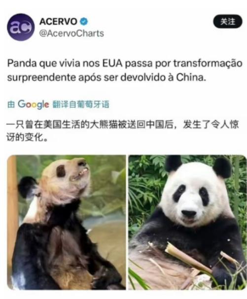 外媒惊叹：一只曾在美国生活的大熊猫被送回中国后，发生了令人惊讶的变化。

二零二