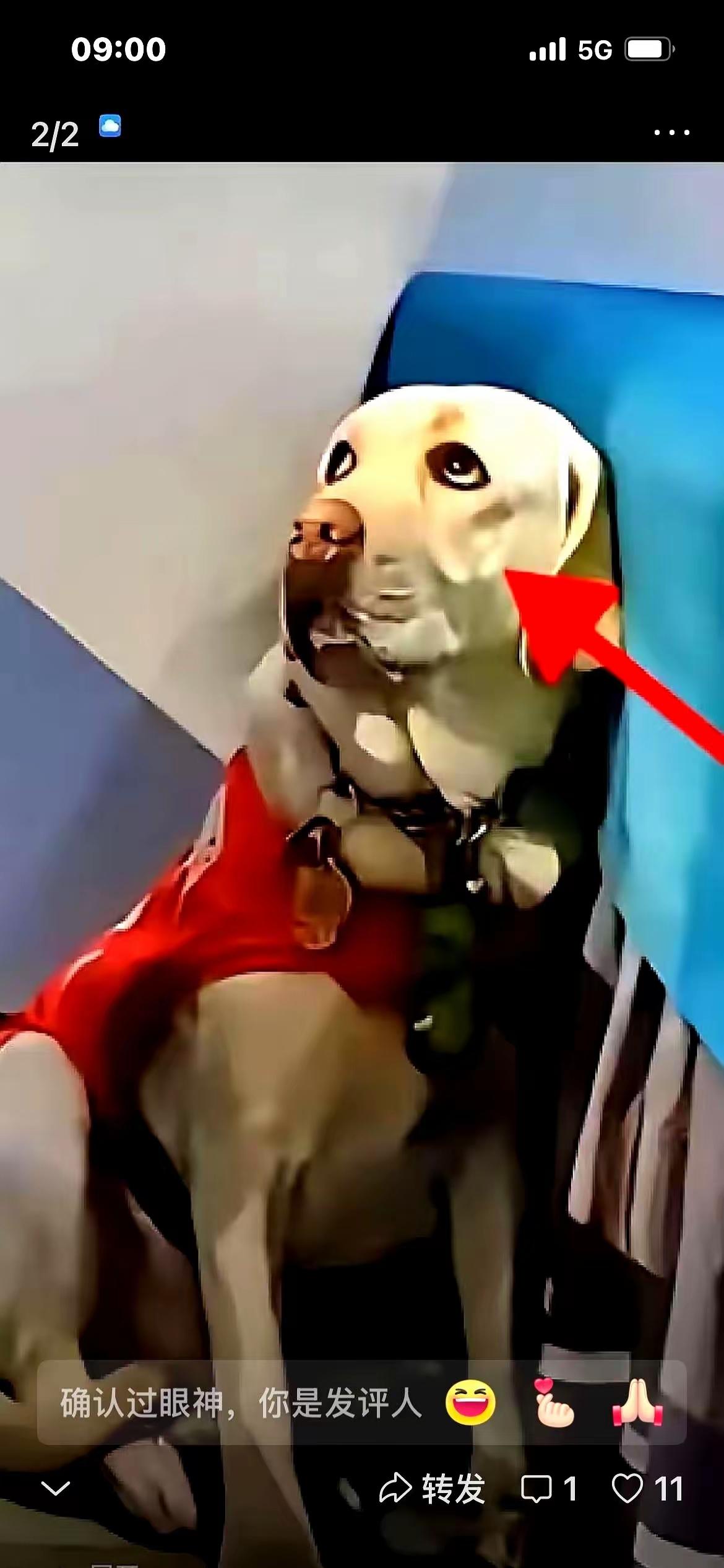 芬迪可能再回伤害它的人手里。
这条狗被遭王某打，现在被基地收留，可王某想领回。网