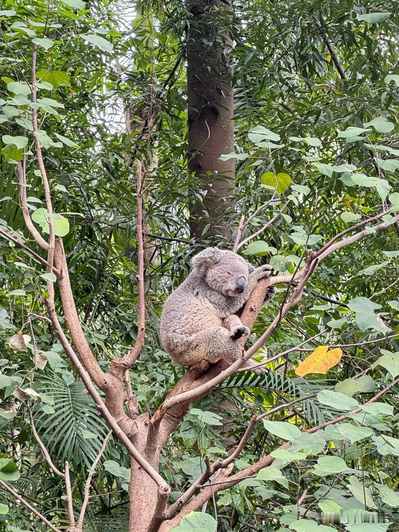 2026.02.15
动物园动物们也过年