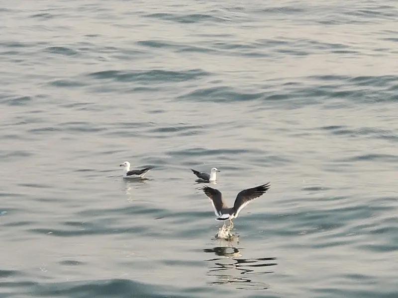 凌晨的深圳湾公园，景象绝美，宛如一幅动态的画卷。入海口的滩涂恰似一座天然的“海鲜