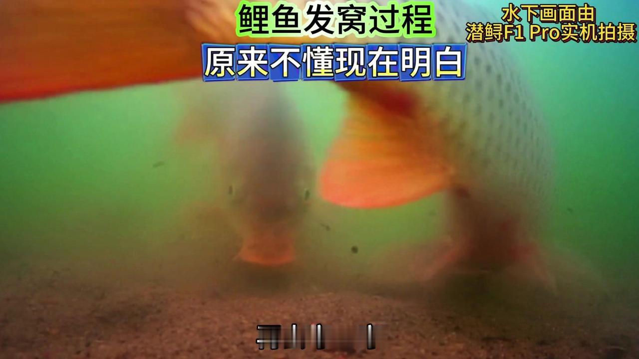 ✨完整看一遍鲤鱼发窝全过程，才能真正明白为什么在钓鲤鱼的时候，一定要打上窝等一等